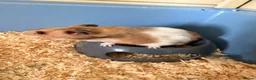 Hamster rodents for sale: Syrian Hamster with Large Cage and Toys - Advert 3