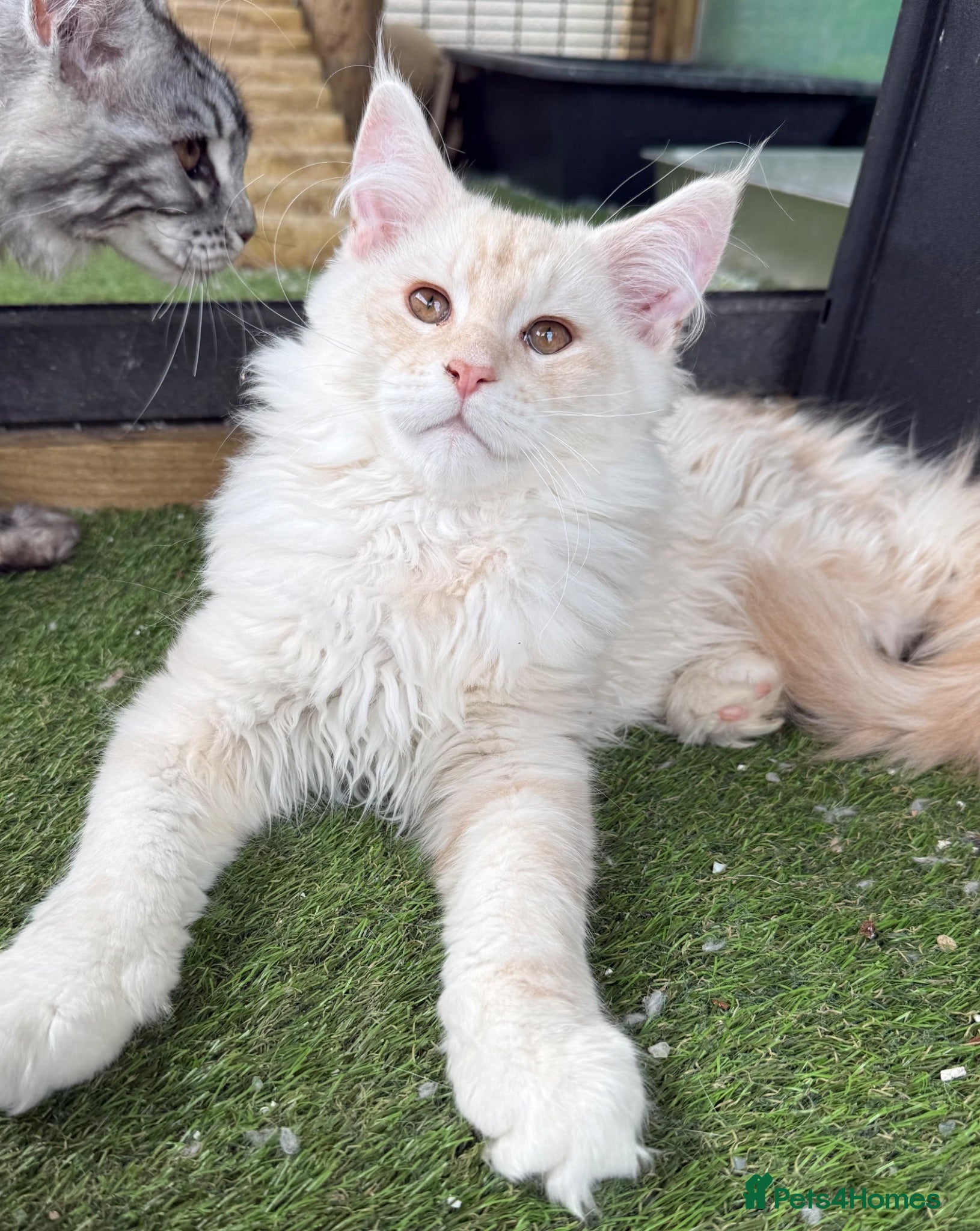 Maine Coon cats Outstanding TICA registered kittens - Advert 10