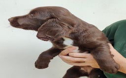 Sprocker dogs for sale: Lovely sprocker girl  - Image 7