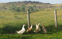Ducks poultry for sale: Indian Runner Ducks - Image 2