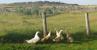 Ducks poultry - Advert 4