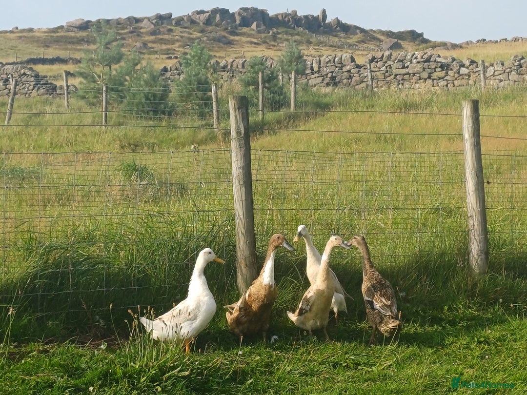 Ducks poultry for sale: Indian Runner Ducks - Image 2