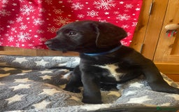 Springador dogs for sale: Beautiful Springador Puppies  - Advert 16