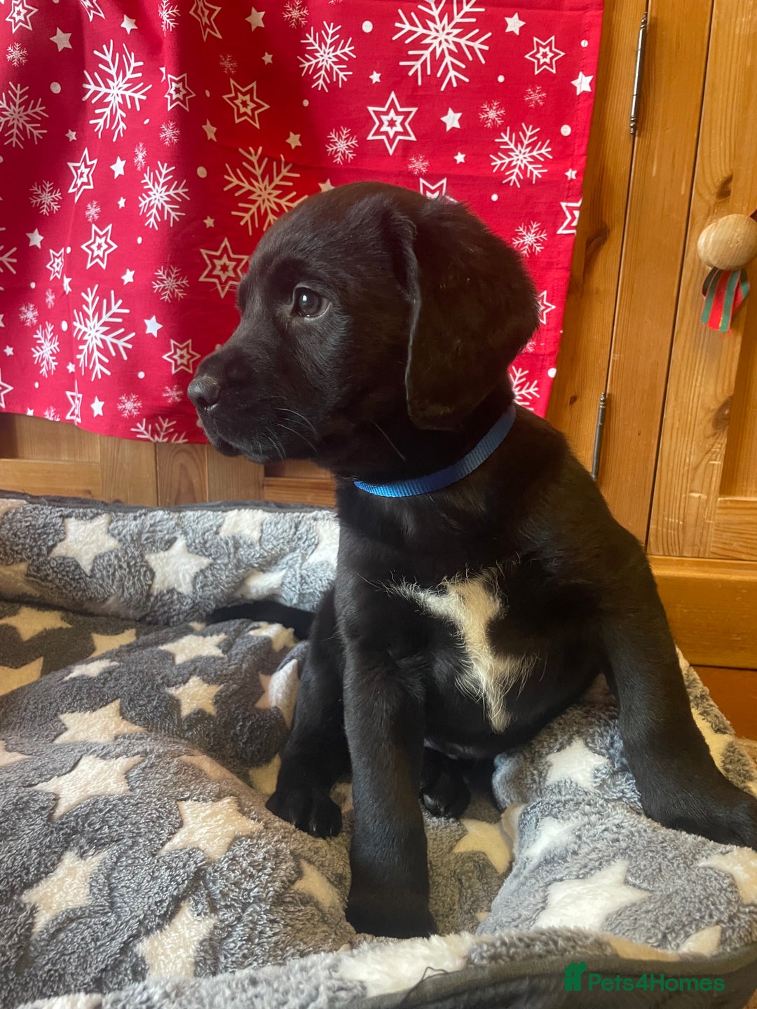 Springador dogs for sale: Beautiful Springador Puppies  - Advert 16