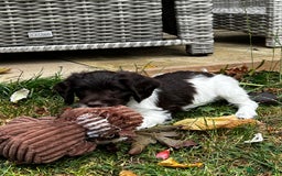 Sproodle dogs for sale: F1 Sproodle 🩷Pippa🩷 5⭐️Licensed Breeder full DNA - Image 15