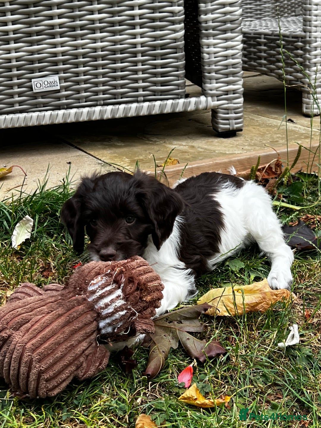 Sproodle dogs for sale: F1 Sproodle 🩷Pippa🩷 5⭐️Licensed Breeder full DNA - Image 15