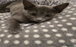 Russian Blue cats for sale: Female Russian blue kitten  - Image 3