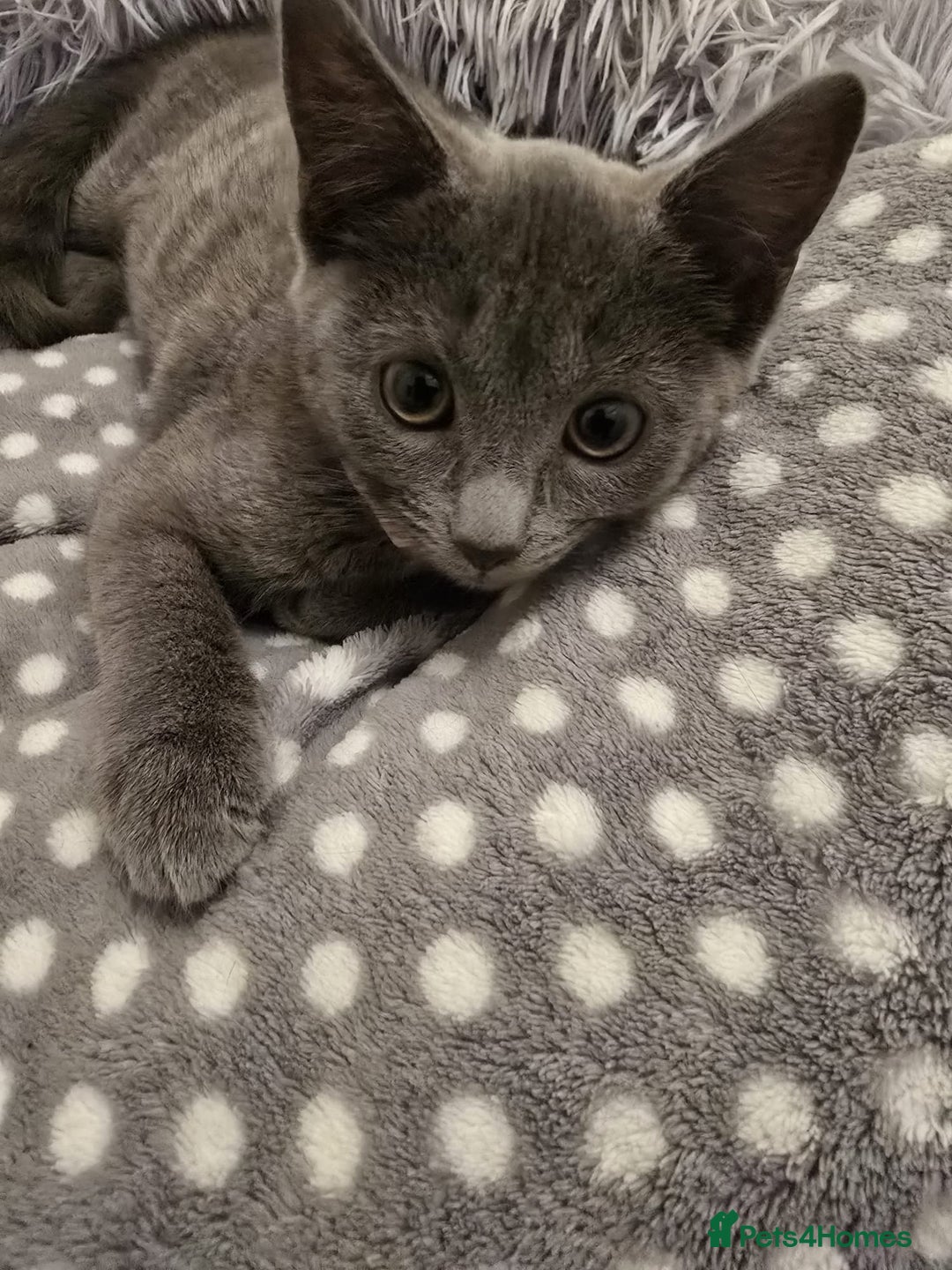 Russian Blue cats for sale: Female Russian blue kitten  - Image 3