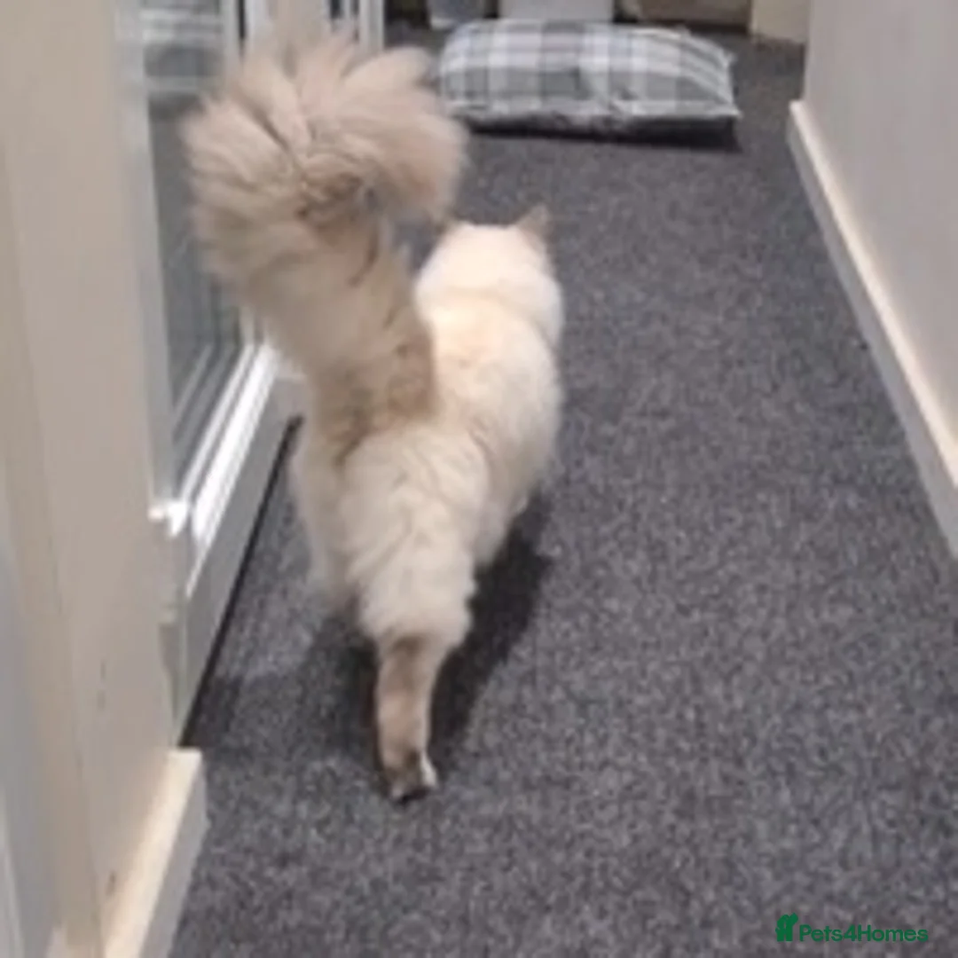 Ragdoll cats for stud: 100% proven large ragdoll  in Brighouse - Advert 2