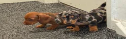 Dachshund dogs for sale: Daschound Babies in Loughborough - Advert 3