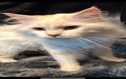 Maine Coon cats for sale: Raya female main coon  - Image 12