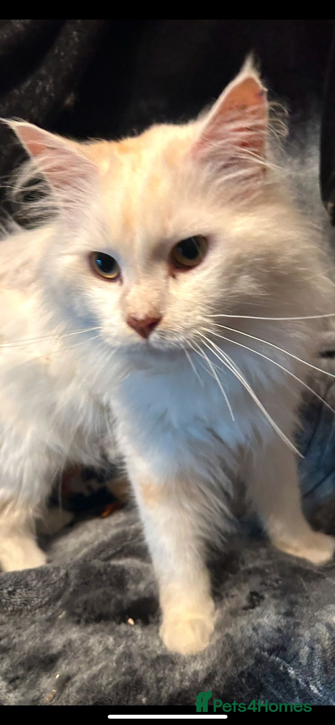 Maine Coon cats for sale: Raya female main coon  - Image 12