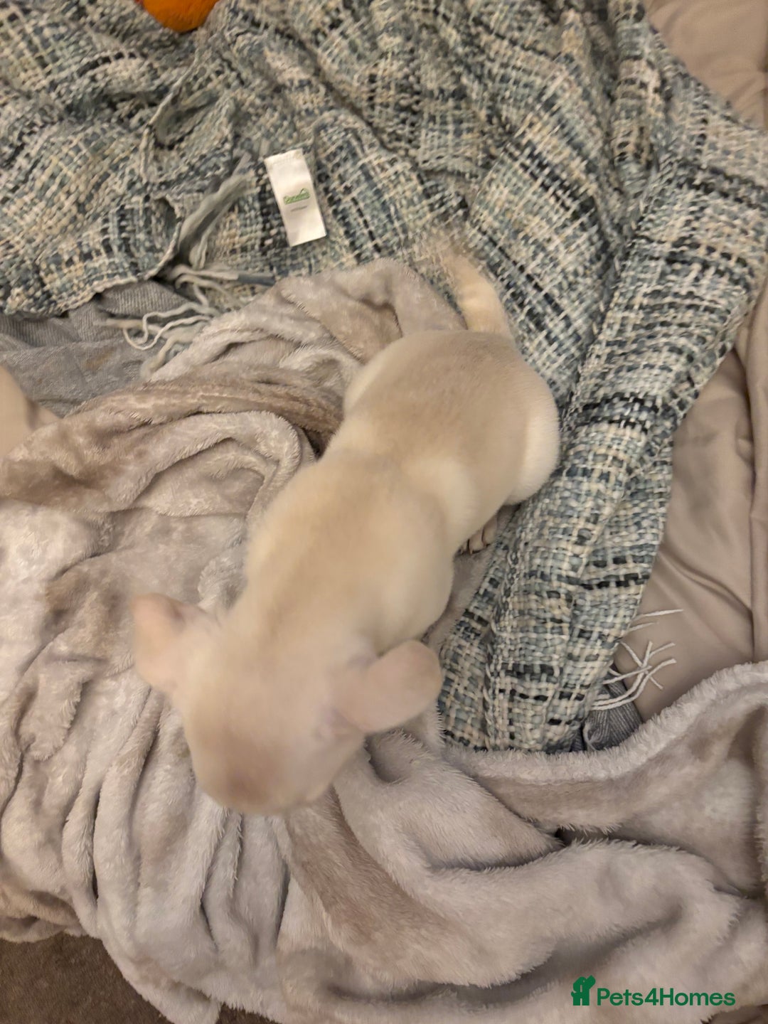 Frug dogs for sale: Truly Outstanding Fruggie Girls - Image 5