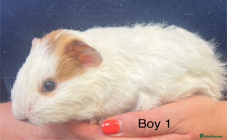 Guinea Pig rodents - Advert 2