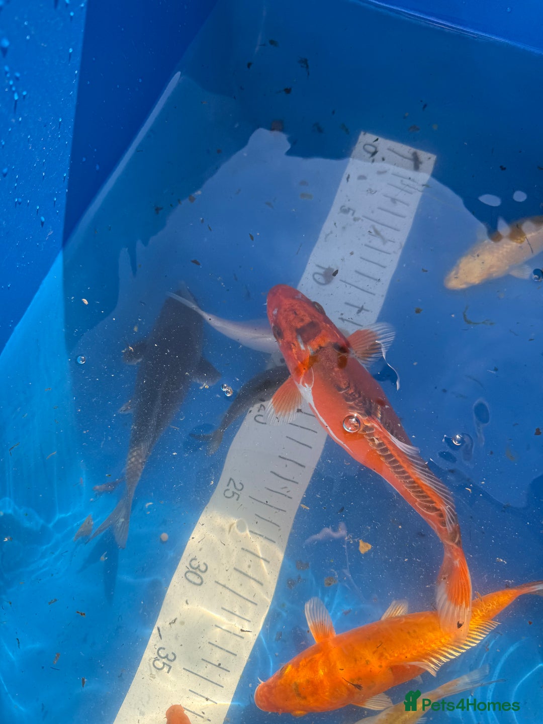 Koi Carp fish for sale: Various koi carp - Image 11
