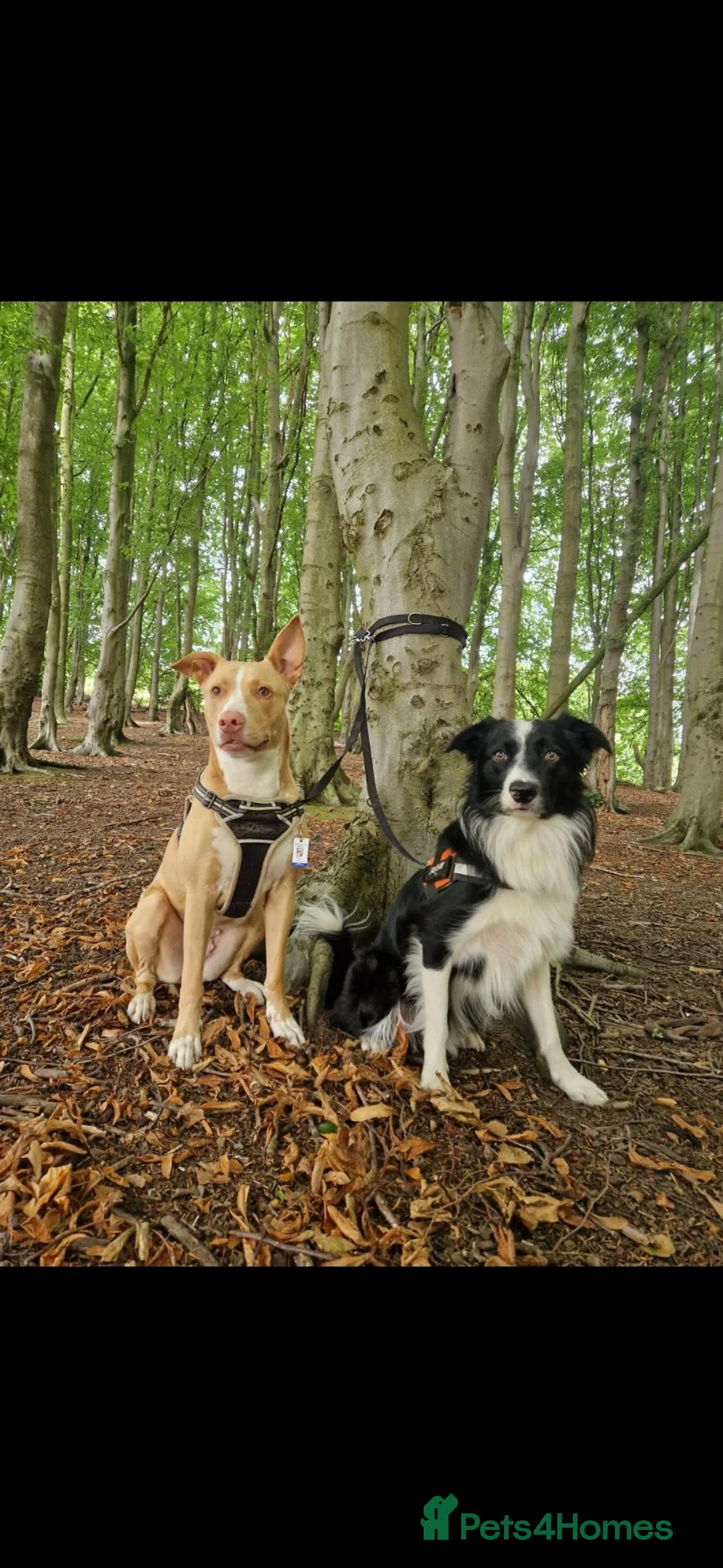 Mixed Breed dogs for sale: BullGreyhound x Border Collie 8 months old male  - Advert 9