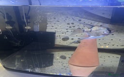Angelfish fish for sale: Young Angel Fish - Image 7