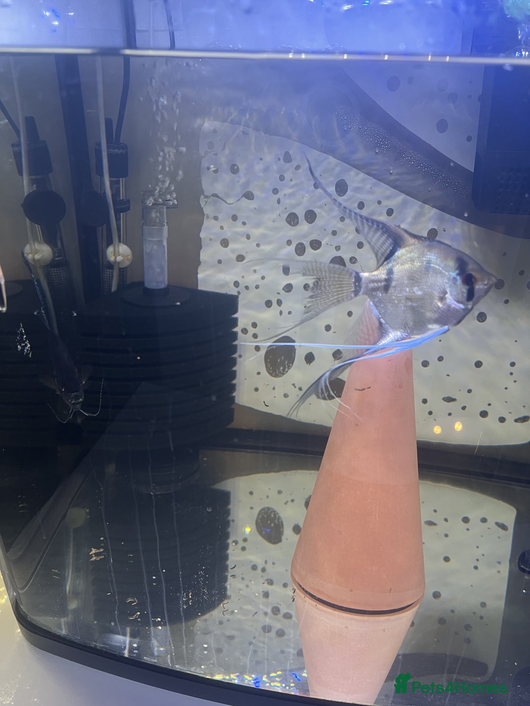 Angelfish fish for sale: Young Angel Fish - Image 7