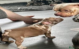 French Bulldog dogs for sale: French bulldogs LAST ONE !  - Image 22
