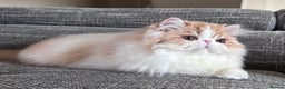 Persian cats for sale: Quality Persian Girls - Available Now - Advert 3
