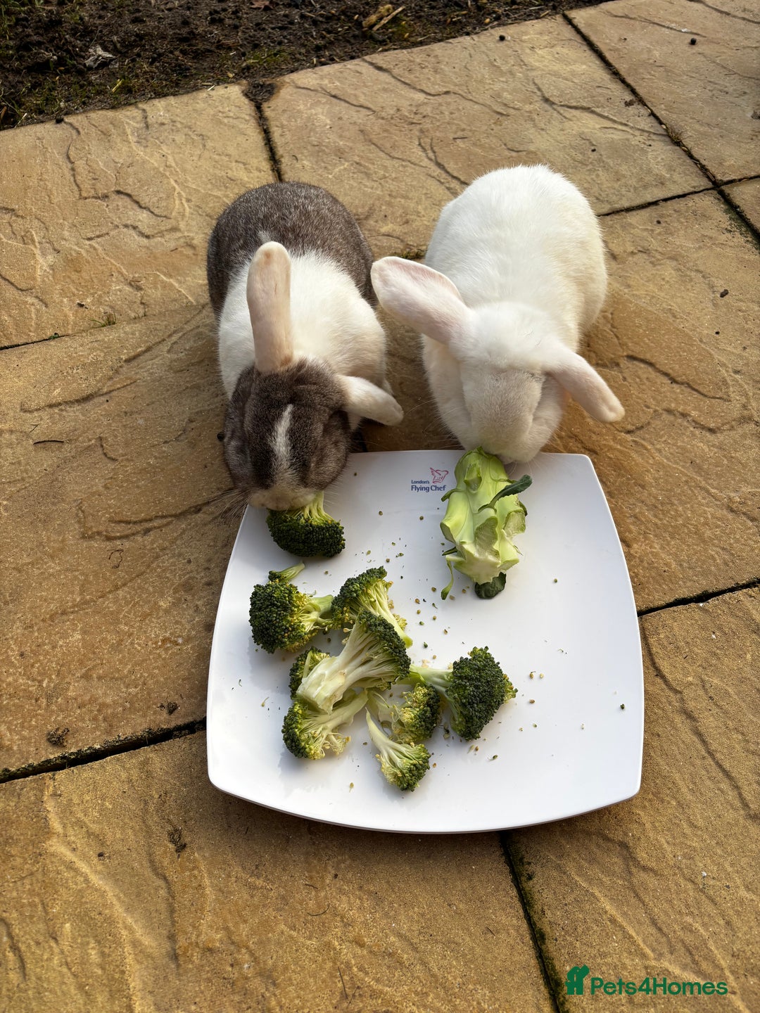 Mini Lop rabbits for sale: Mini lops bucks  - Advert 3
