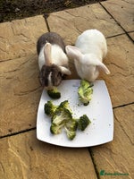 Mini Lop rabbits Mini lops bucks - Advert 4