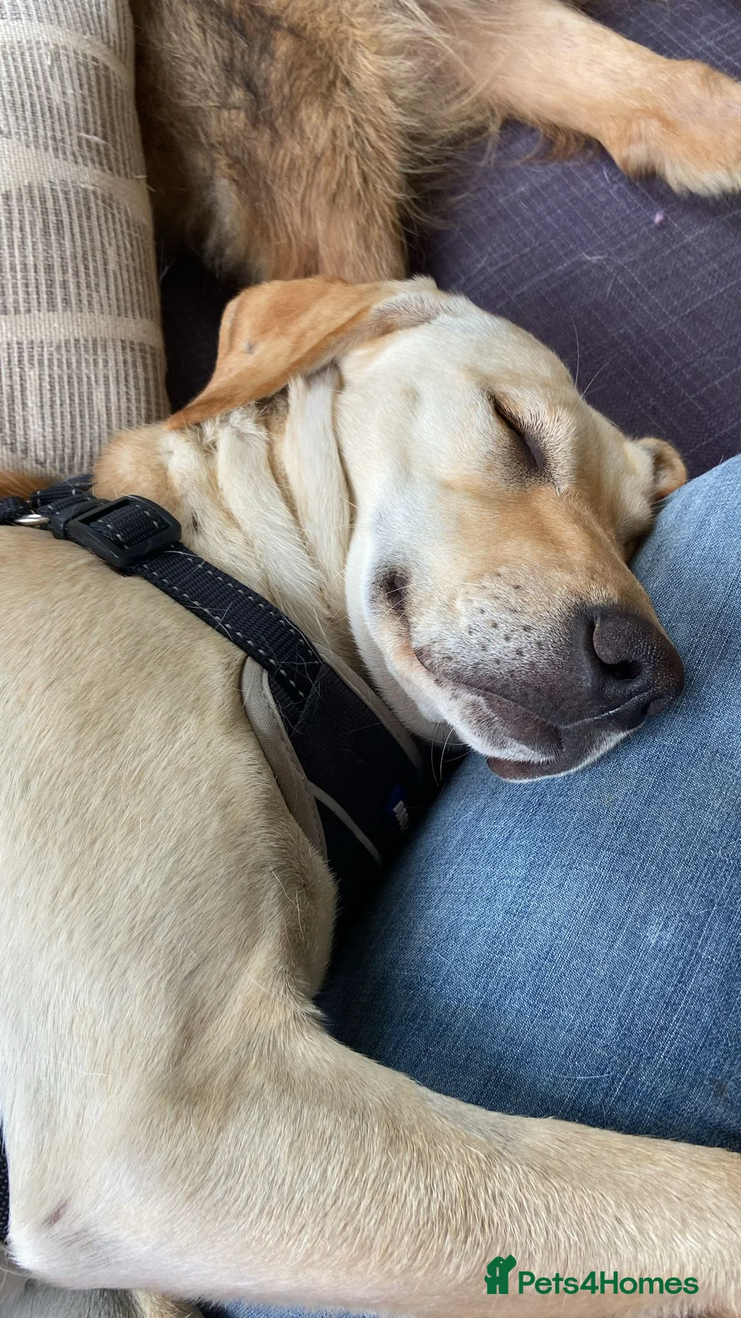 Mixed Breed dogs for adoption: Gorgeous Star - Advert 5