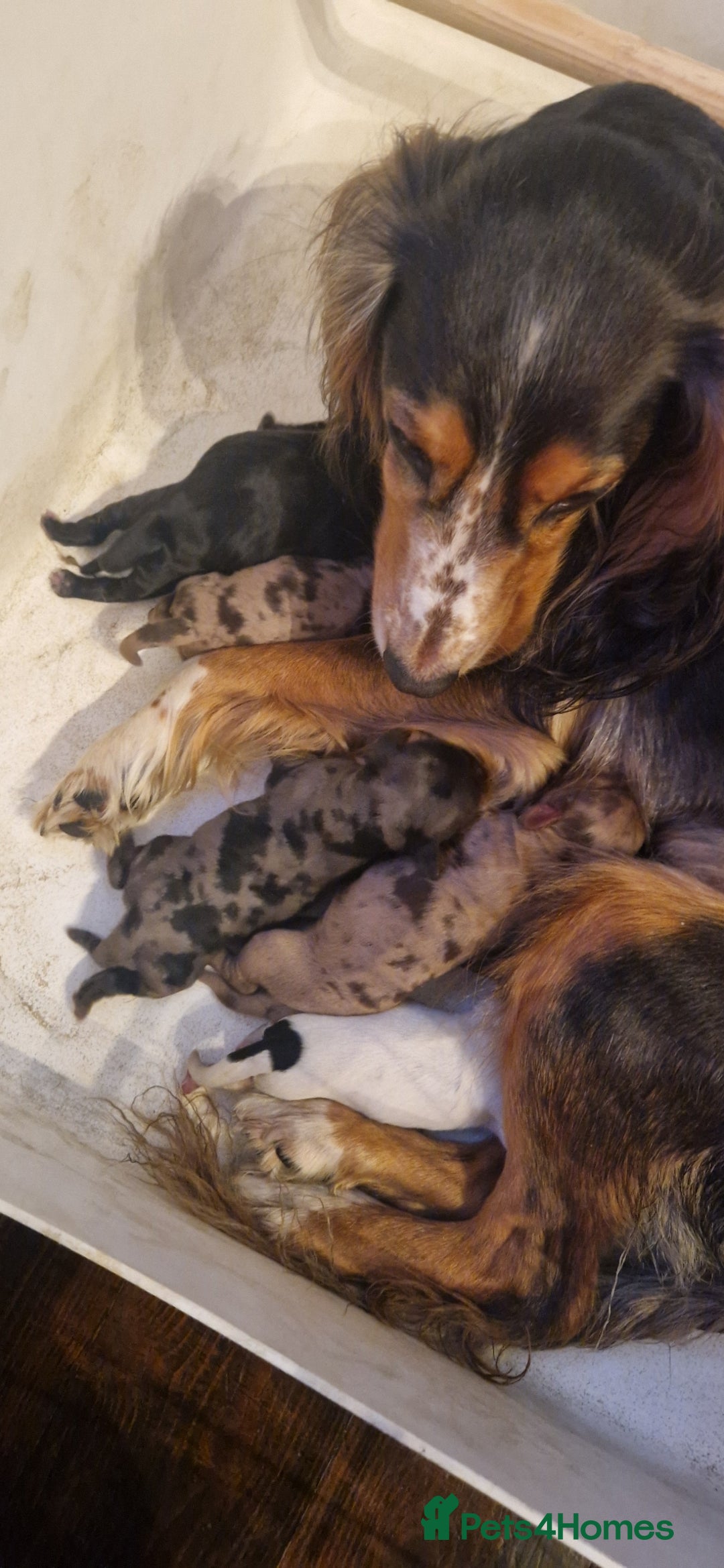 Cocker Spaniel dogs for sale: Cocker Spaniel puppies - Image 3