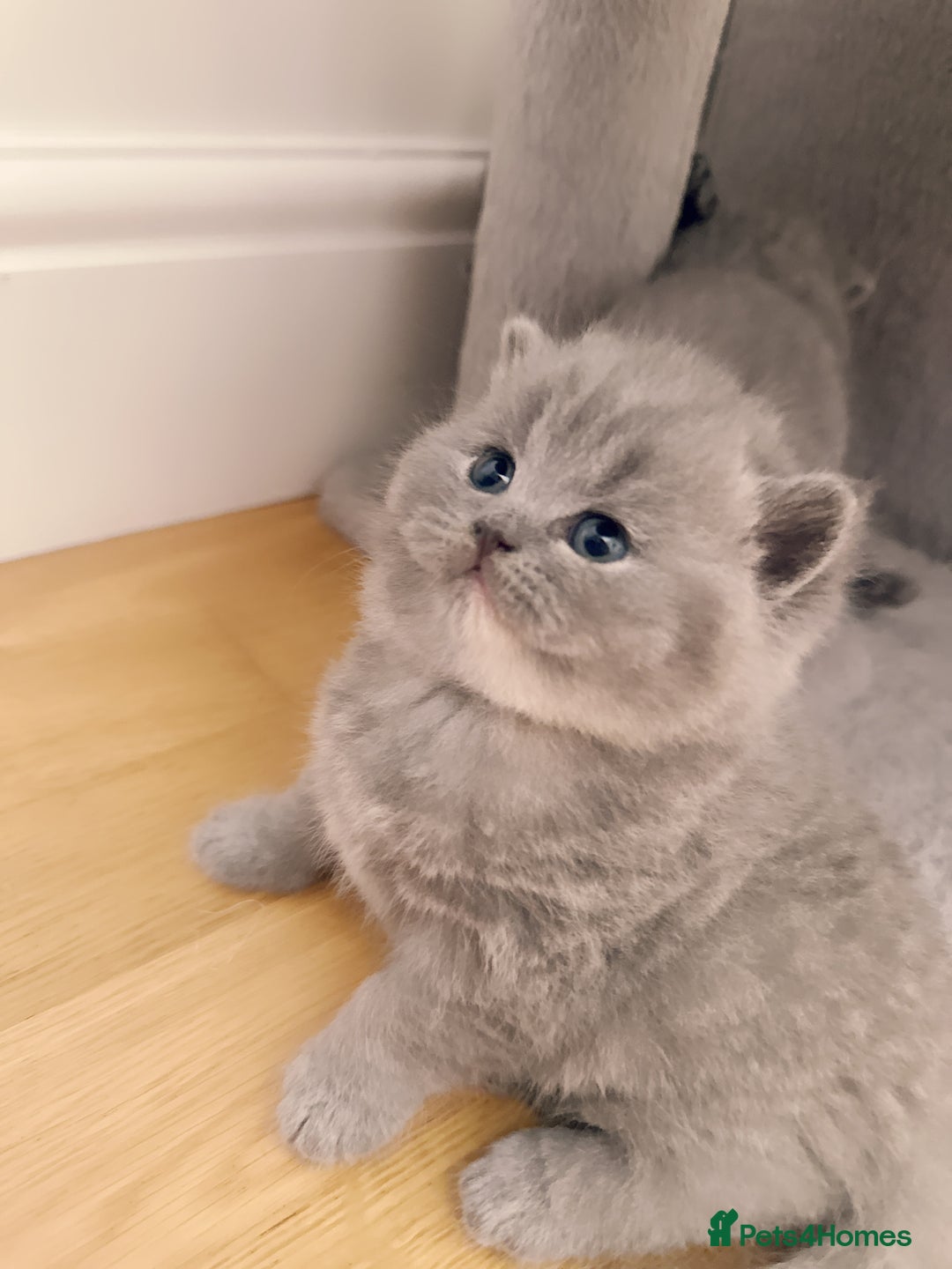 British Shorthair cats for sale: 2 female British short hair - Advert 1