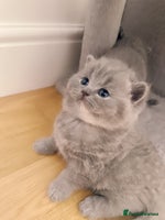 British Shorthair cats 2 female British short hair - Advert 3