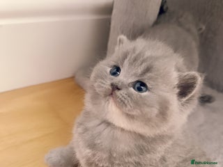 British Shorthair cats 2 female British short hair - Advert 1