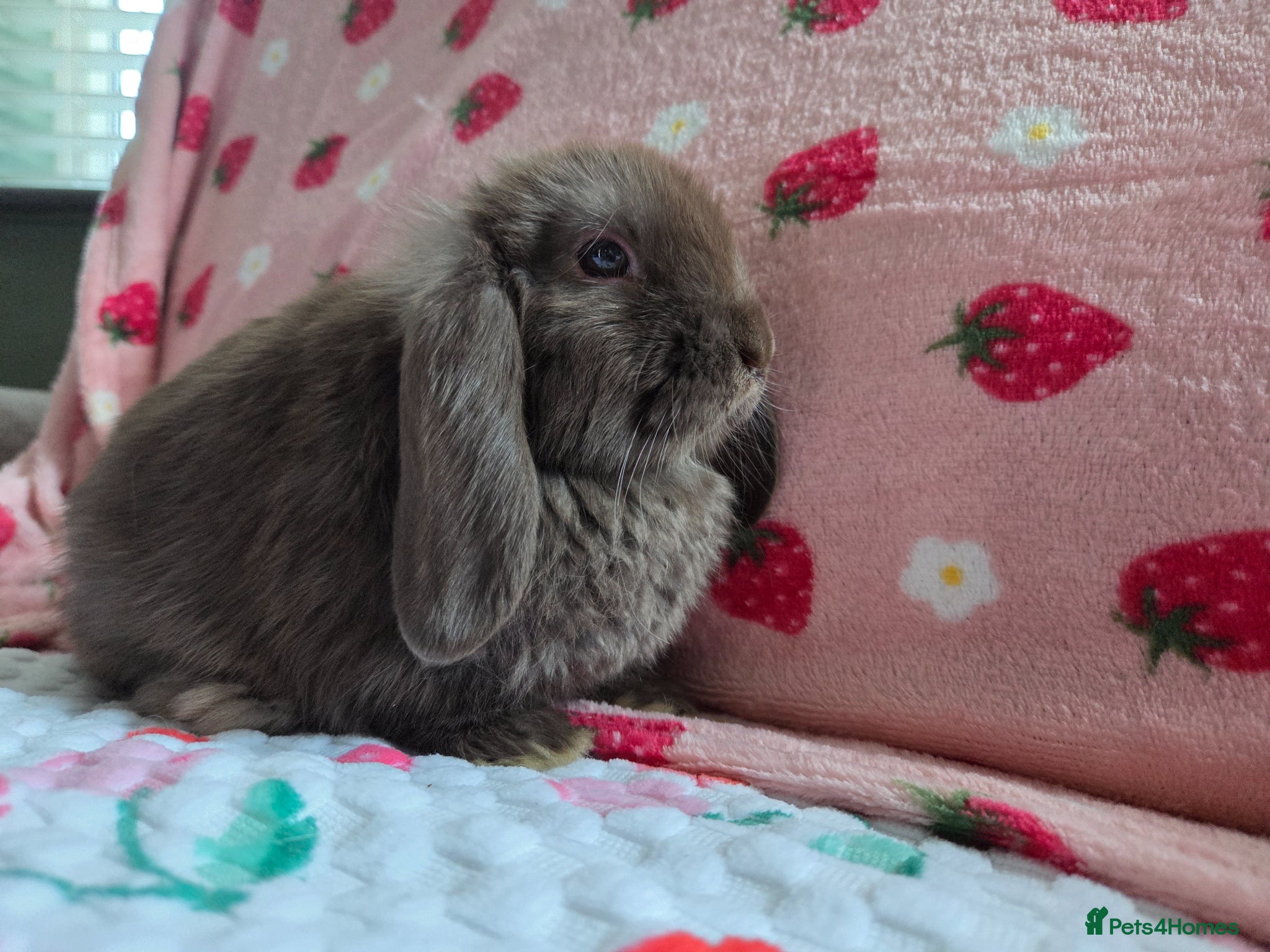 Mini Lop rabbits Very tame pure Chocolate Mini lop 8 weeks old - Advert 1