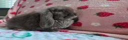 Mini Lop rabbits for sale: Very tame Choc Mini lop ☆last 2 boys - Advert 4
