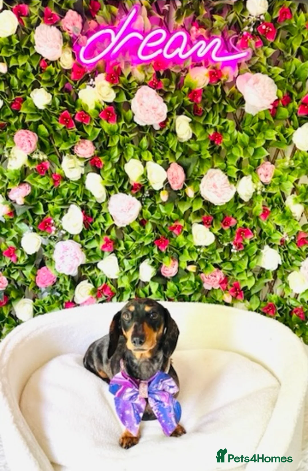 Miniature Dachshund dogs for sale: True Miniatures 5 star Breeder ⭐️⭐️⭐️⭐️⭐️ - Advert 3