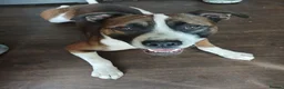 Mixed Breed dogs for sale: Free to a good home in Salford - Advert 3