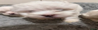 Puppy 1