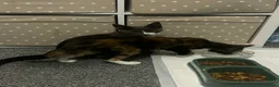 Mixed Breed cats for sale: Rescue affectionate cats - Advert 6