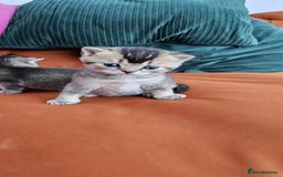 British Shorthair cats for sale: Golden British shorthairs  - Image 13