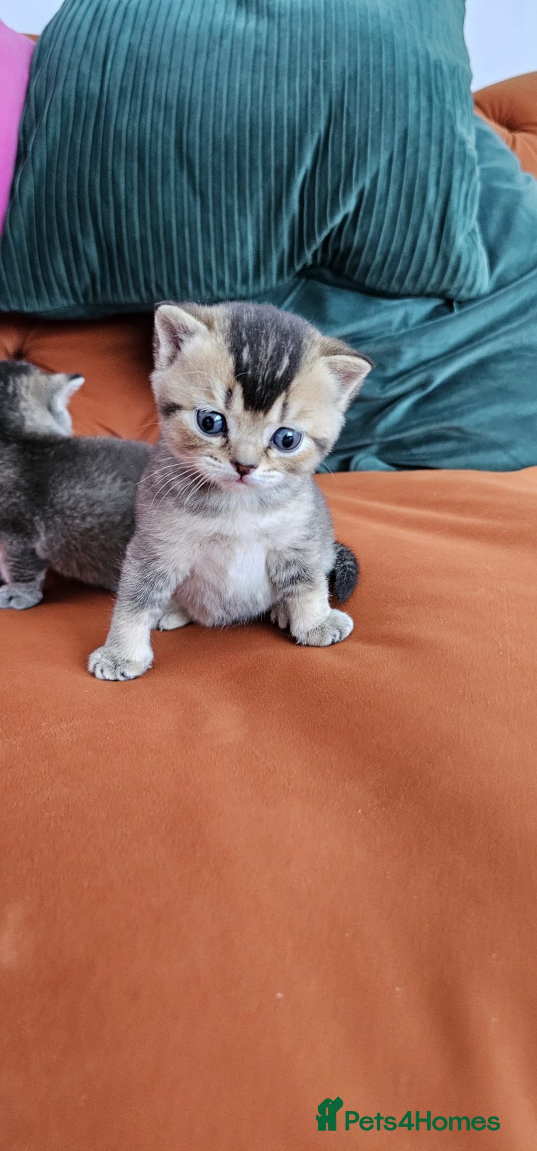 British Shorthair cats for sale: Golden British shorthairs  - Image 13