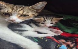 Mixed Breed cats for sale: 2 boys 2 girls kittens for sale. - Image 10