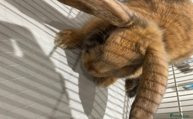 Harlequin rabbits - Advert 3