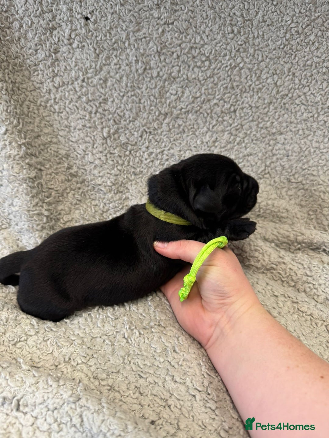 Goldador dogs for sale: Gorgeous Black Goldadors   - Advert 13