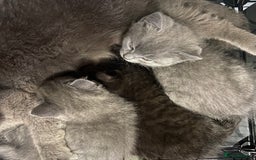 British Shorthair cats for sale: British short hair cross kittens, grey black.  - Image 2
