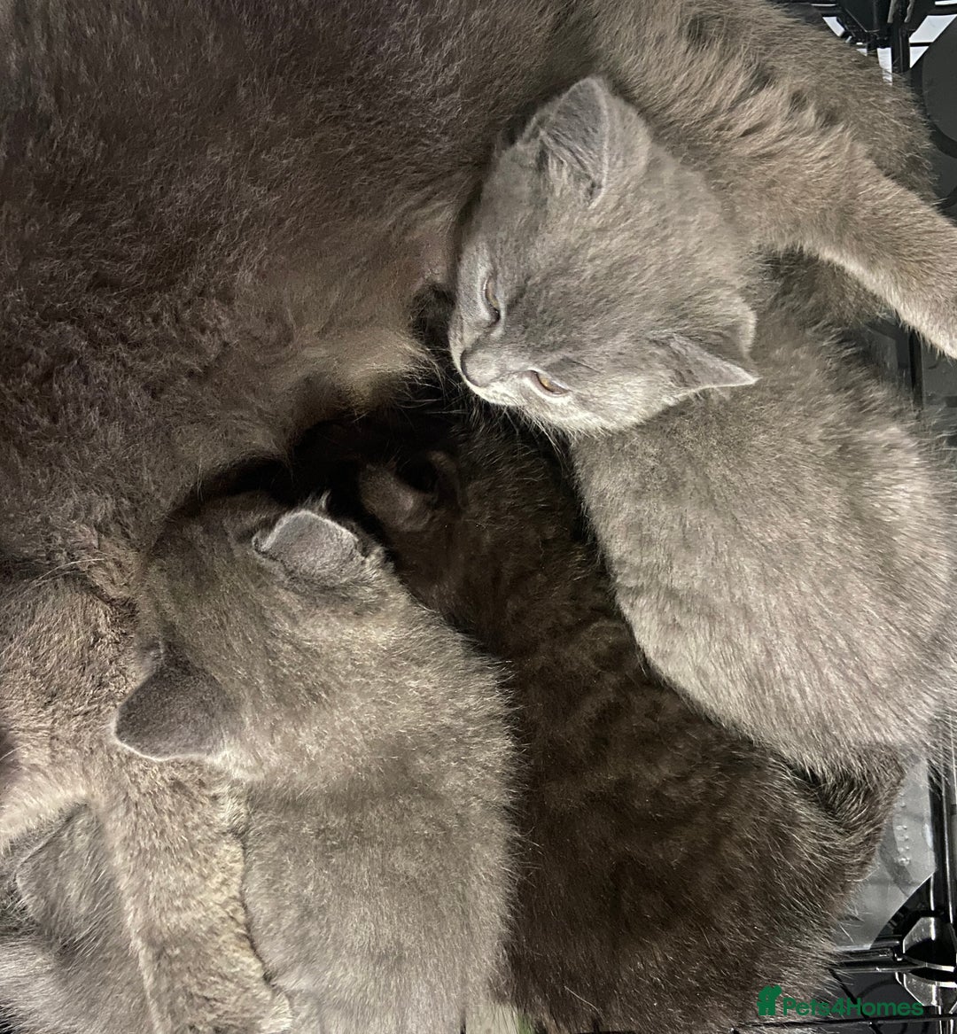 British Shorthair cats for sale: British short hair cross kittens, grey black.  - Image 2
