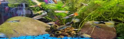 Other/Mixed Breed fish for sale: Guppies in Liverpool - Advert 12