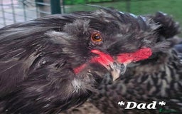 Chickens poultry for sale: Blue British tailed Araucana boy  - Image 10