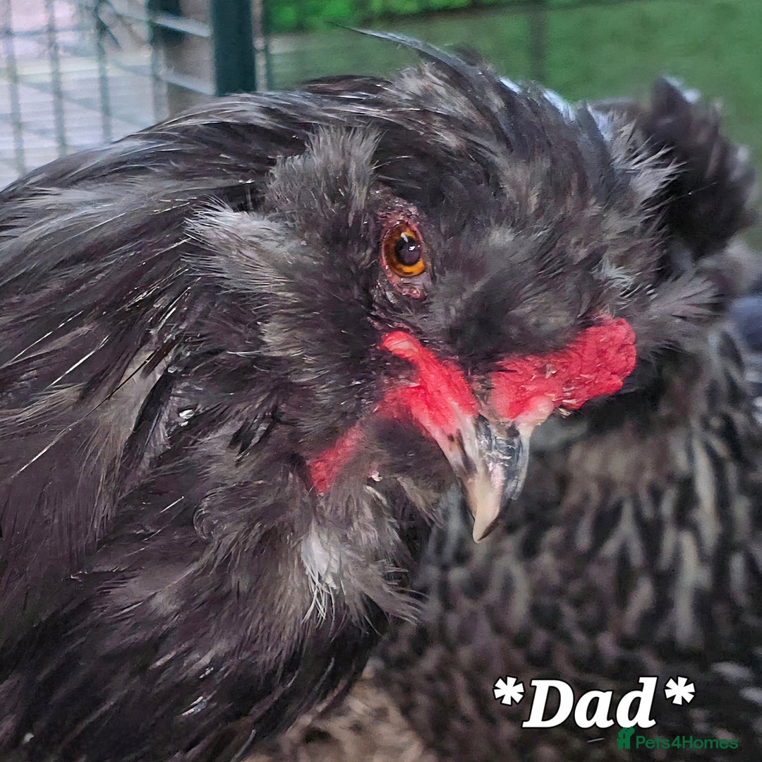 Chickens poultry for sale: Blue British tailed Araucana boy  - Image 10