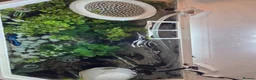 Bettas fish for sale: Male Super Delta Betta & Accessories  in Staines - Advert 8
