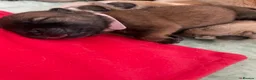 Chow Chow dogs for sale: 5 OUTSTANDING CHOW PUPS - Advert 8