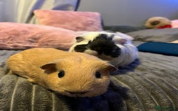 Guinea Pig rodents for sale: Bonded pair of guinea pigs  - Image 3